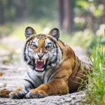 Bardia National Park Tour.