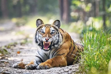 Bardia National Park Tour.