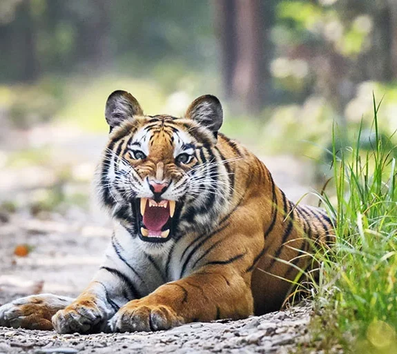 Bardia National Park Tour.