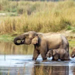 Chitwan National Park Tour.