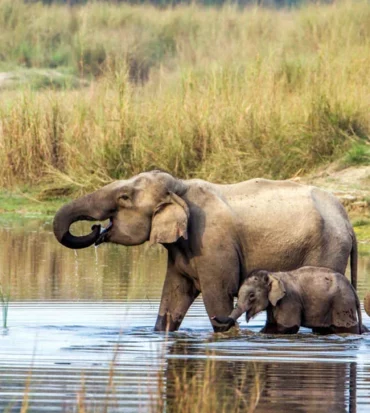 Chitwan National Park Tour.