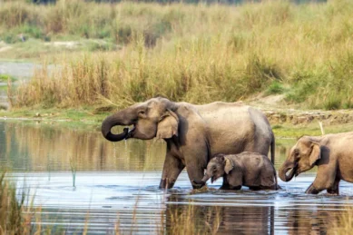 Chitwan National Park Tour.
