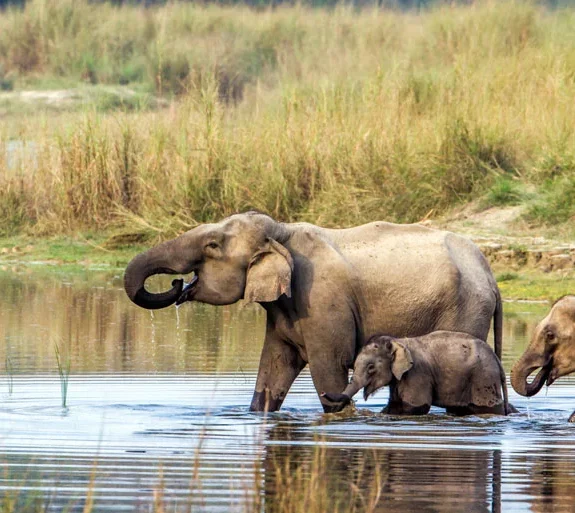 Chitwan National Park Tour.