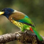 Nepal Bird Watching Tour.