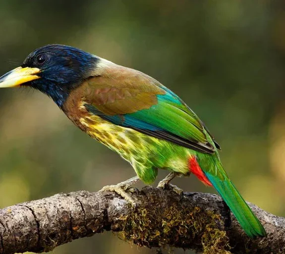 Nepal Bird Watching Tour.